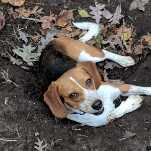 Fundraising Page: Gannon Harrison